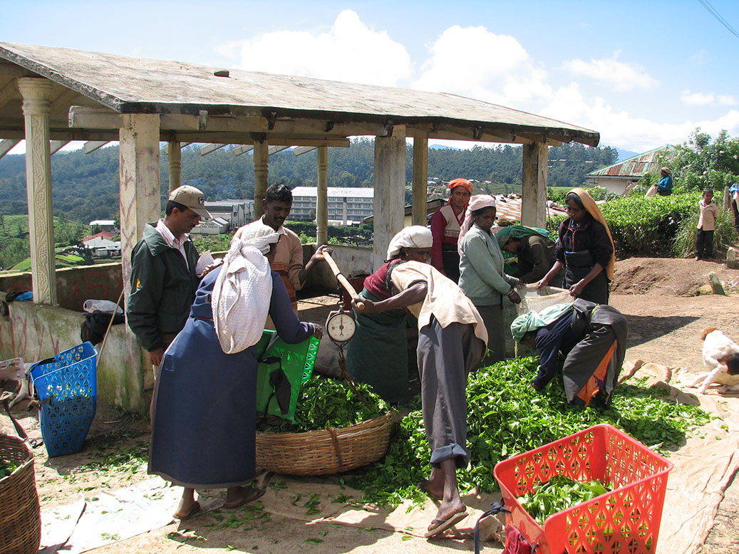 The Metropolitan Tea Company Inc. Sri Lanka